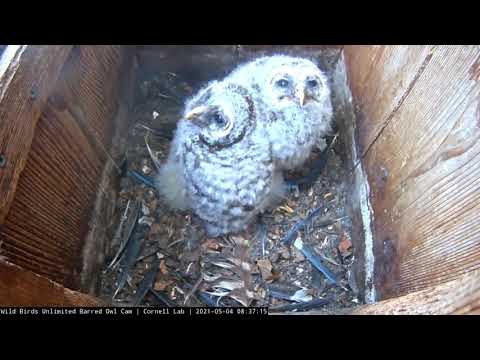 Blood-Sucking Leech Goes For Wild Ride In Barred Owl Nest Box – May 4, 2021