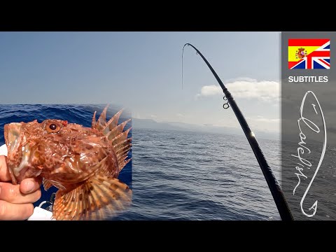 Bottom fishing for everyone: a day on the boat with many catches