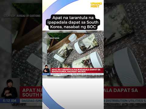 Apat na tarantula na ipapadala dapat sa South Korea, nasabat ng BOC #shorts Unang Hirit