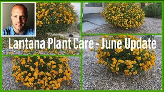 How to Get Tons of Flowers on Your Lantana Plant! June Update