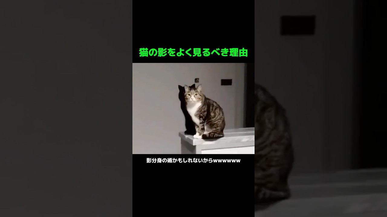 猫の影をよく見るべき理由