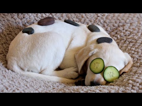LABRADOR PUPPY HAS BUBBLE BATH AND SPA DAY AT NEW HOUSE!