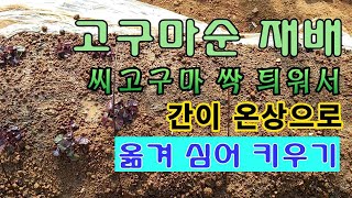 [텃밭농부.933]  고구마순 재배를 위한 씨고구마 정식 #고구마재배