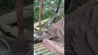 Download lagu KEROT MEMANCING EMOSI LAWAN mp3 Download lagu KEROT MEMANCING EMOSI LAWAN mp3