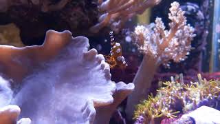 thor amboinensis shrimpin'