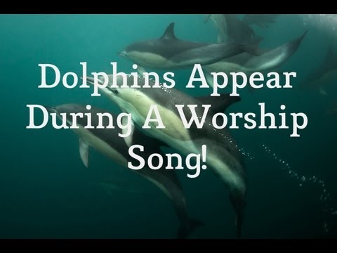Incredible! Dolphins Appear During Worship Song in Ireland