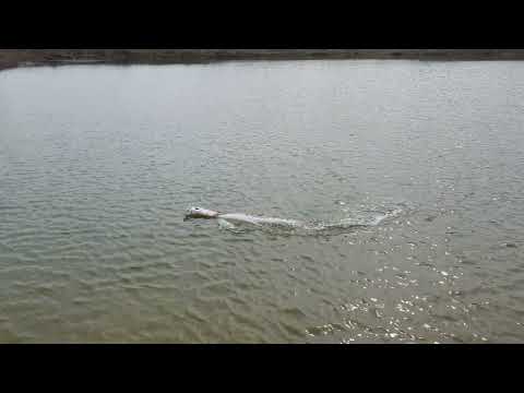 tenshock mini hydro rc boat