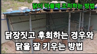 천적으로 보호하고 닭을 건강하게 키우려면 철통방어 이렇게 해야해요! #닭장짓기 #닭 #닭장구경