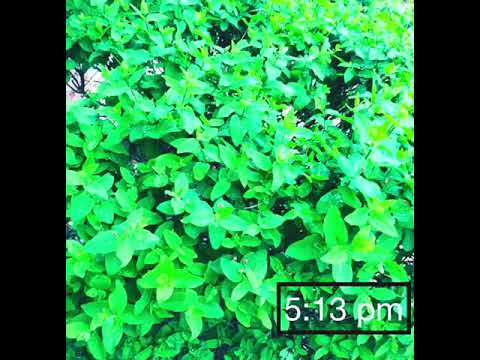 March /28/2021 -May /16/2021 50 photos evolution Day by Day