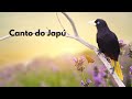 Canto do Japu - (Psarocolius Decumanus)