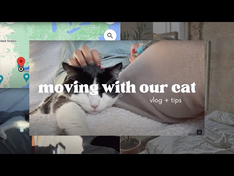 How To Travel With a Cat: Going on a THREE DAY Road Trip With My Cat! 🐈💨