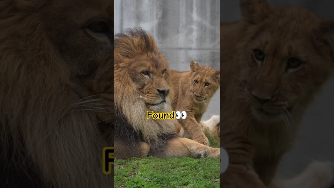 Dad Goes Soft for His Daughter 🦁😂 | Earth’s Sweet Side for Vega #shorts