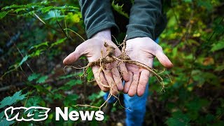 The Hunt For Wild Ginseng In Appalachia