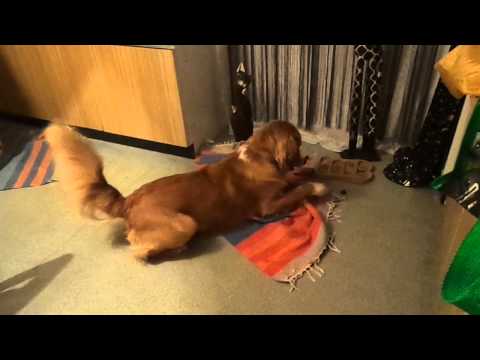 Nico und die Kastanie