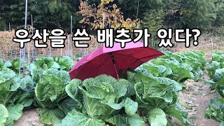 배추 수확기때 비가오면 어떻게 하는것이 좋을까요