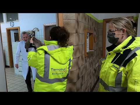 Wieder ein Jungschwan in Not