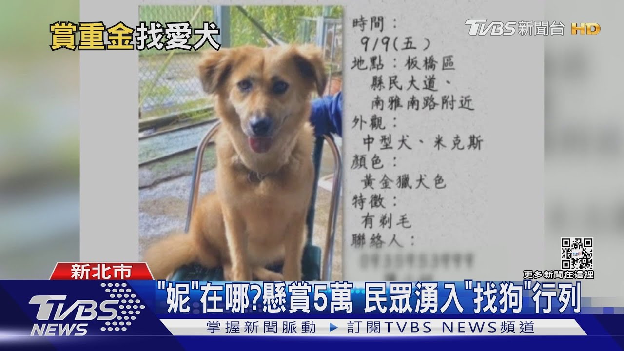 「妮」在哪?懸賞5萬 民眾湧入「找狗」行列
