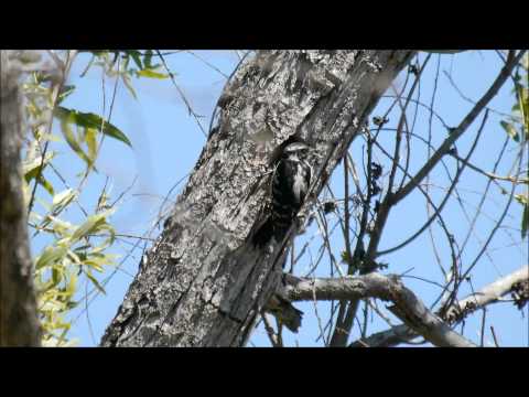 Downy Woodpecker (GH2 + 100-300mm) 2012-04-01