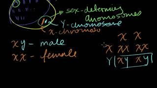 Sex determination | Heredity & Evolution | Biology | Khan Academy