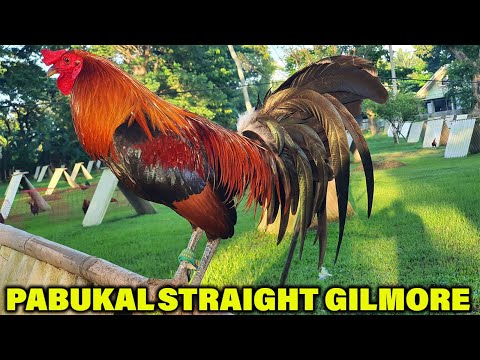 Best Gilmore in Philippines Pabukal Farm of Iloilo City