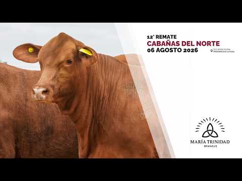 6 MARIA TRINIDAD HEMBRAS COLORADAS   CABAÑAS DEL NORTE 2026