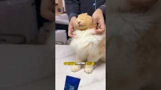 How to Trim a Cat’s Nails the Easy Way! 🐱💡 #catcare #Shorts