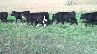 Elm Mound 2013 calves