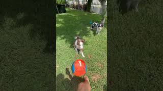 Video preview image #1 Australian Shepherd Puppy For Sale in Royal Palm Beach, FL, USA