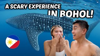WHALE SHARK encounter in Bohol, Philippines! We didn’t know Bohol had THIS 🇵🇭