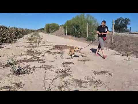 Vídeo de SHEBA