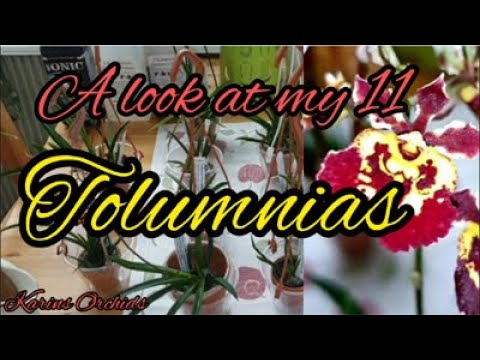 A look at my 11 Tolumnia orchids