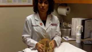 Signs your rabbit needs to see a vet