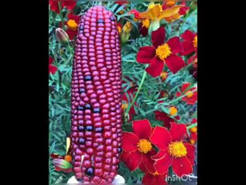 Falenderimi i takon Zotit - Relaksohu