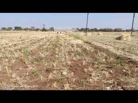 Organic Khapli Wheat