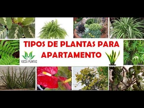 , title : 'TIPOS DE PLANTAS PARA APARTAMENTO'