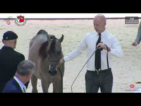 N 13 ERMA AL SENDIAN   Arab Breeders Championship 2023   Yearling Fillies Section B Class 1B