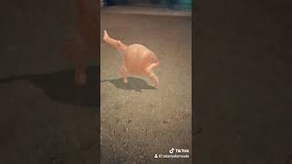 Download lagu Ayam menari mp3