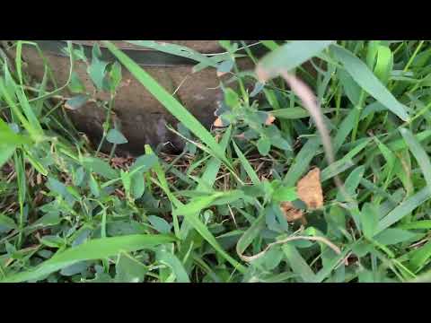 🐶  Kato Picasso #124!  "Green and Brown and 4 of 4!"  July 20.