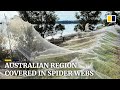 Cobwebs blanket Australian region as spiders flee floods