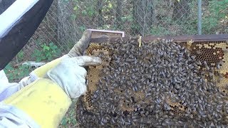 Making a split on a hive over 6 million folks have seen.