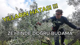 Yıllardır Yanlış Budanan Zeytin Ağaçları Nasıl Kurtarılır? / Uygulamalı Doğru Bu