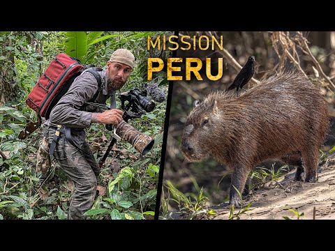 The HUNT for the RAREST CREATURES of the peruvian jungle | Episode 1