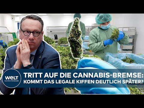 CANNABIS-LEGALISIERUNG: NRW-Justizminister Limbach strebt Verzögerung des legalen Kiffens an