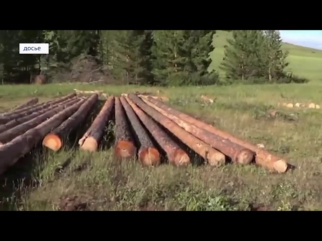 В Савватеевке незаконно вырубили лес