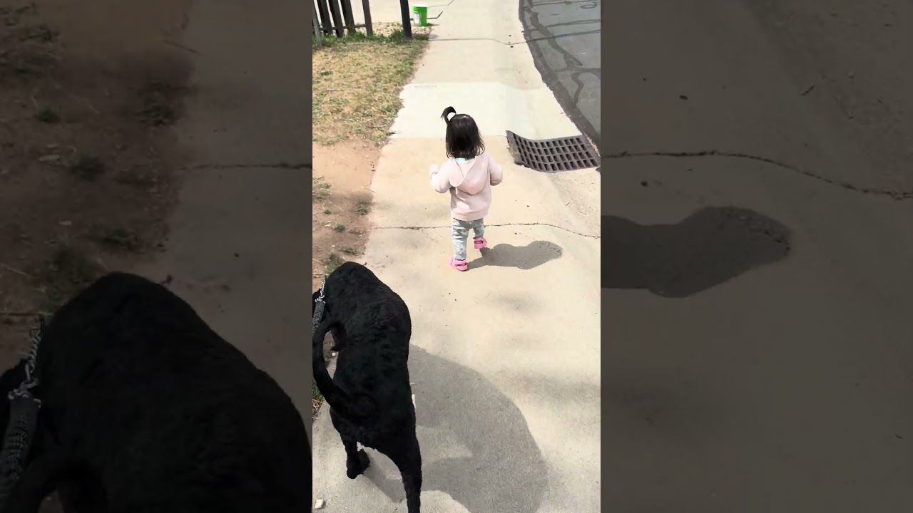 Enlarge Edward, a ADOPTABLE Standard Poodle in Fort Collins, CO video 6/6