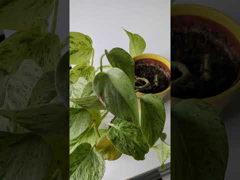 Efeutute Marble Queen seltene Pflanzen für Anfänger