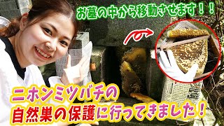 お墓にできたニホンミツバチ自然巣の保護に行ってきました！