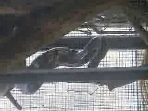 Die Anakonda mit optischer Täuschung!