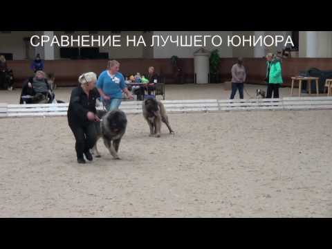 КАВКАЗСКИЕ ОВЧАРКИ 11.12.2016 ВЫСТАВКА ПК,  СРАВНЕНИЕ НА ЛУЧШЕГО ЮНИОРА www.r-risk.ru +79262205603