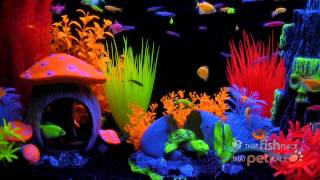 preview picture of video 'That Pet Place GloFish TV Commercial'